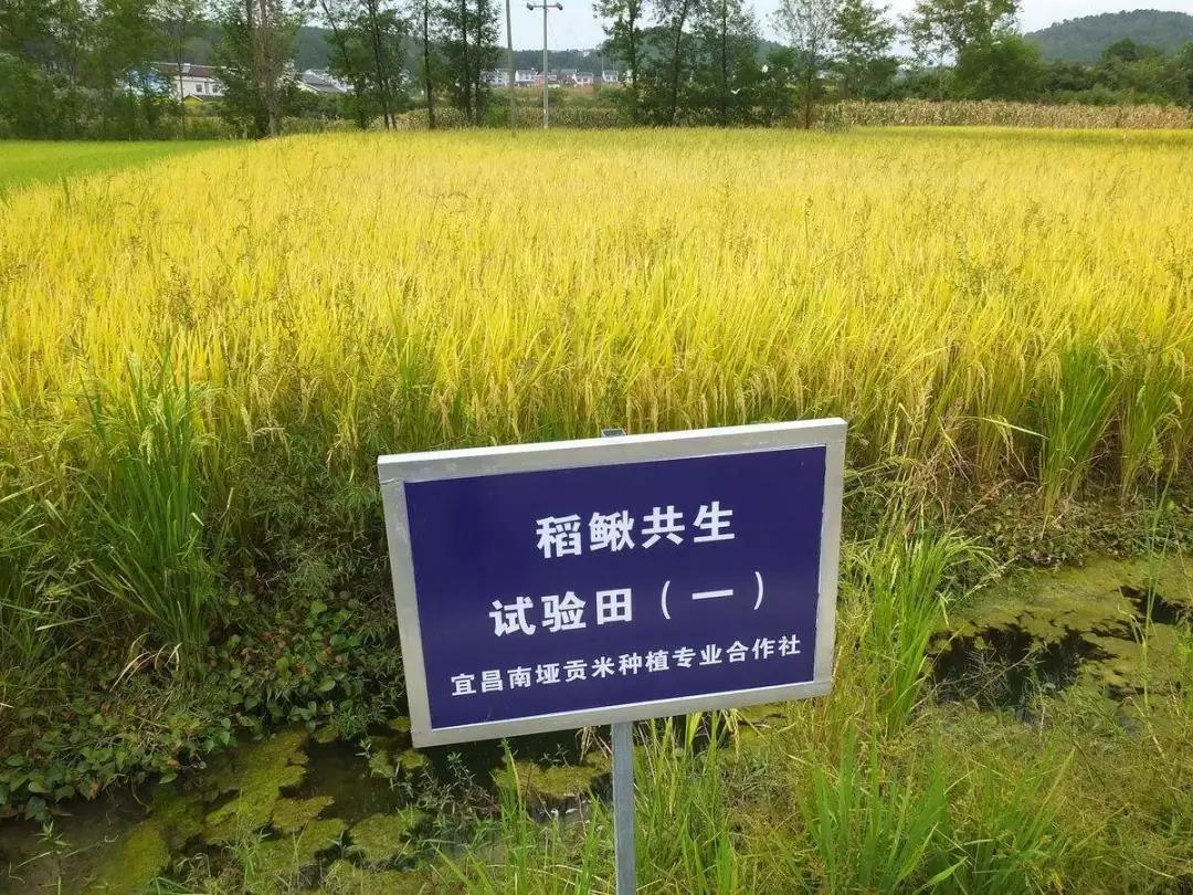 水稻试验田.jpg